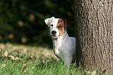 JACK RUSSEL 163